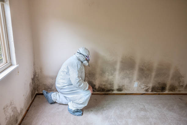 Why You Should Choose Our Mold Remediation Services in Presidential Lakes Estates, NJ